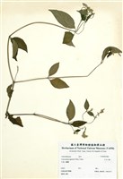 藏品(日本牛膝)的圖片